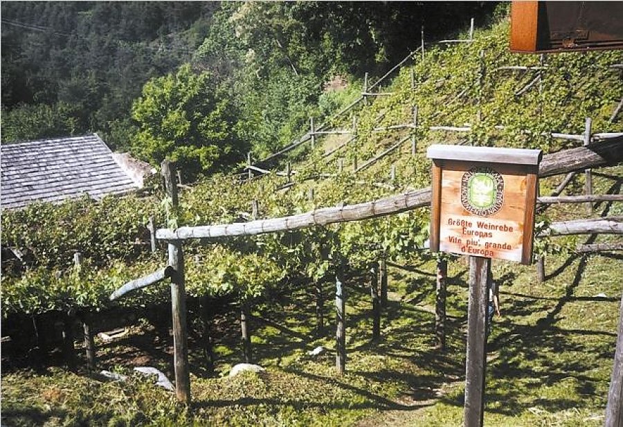 Älteste Weinrebe Europas Älteste Weinrebe Europas